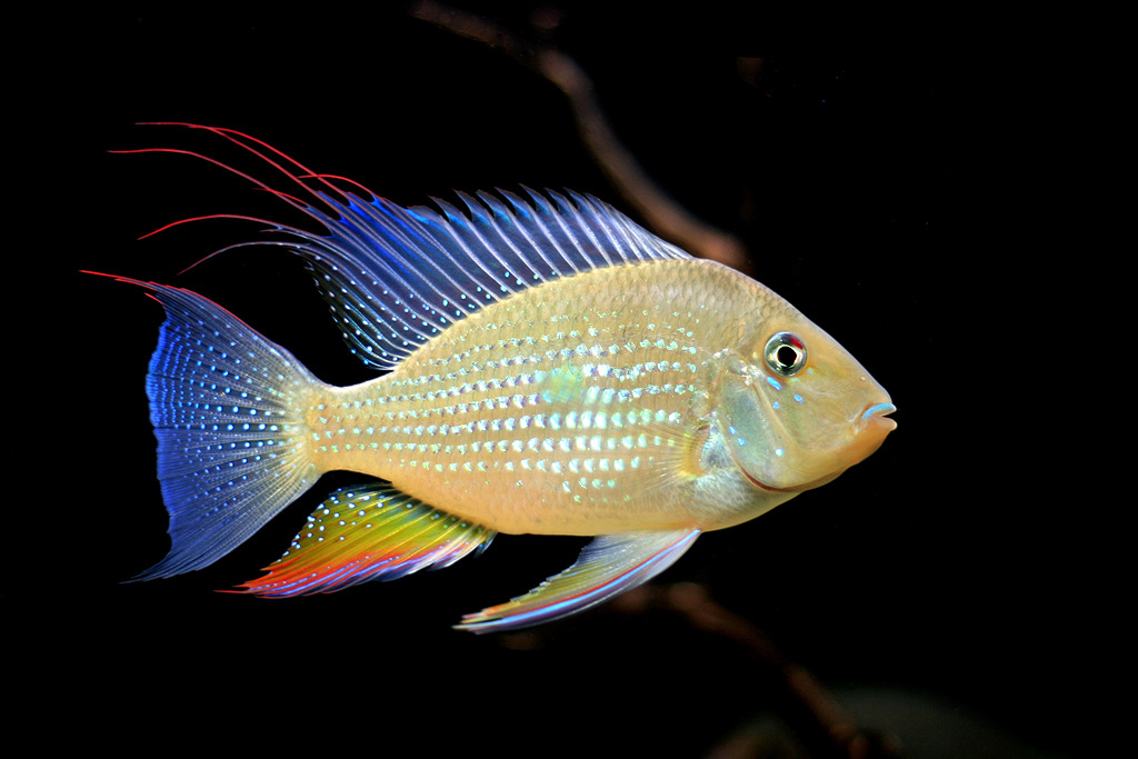 Adult male specimen.
