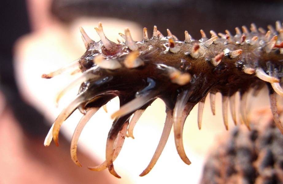 Detail of pectoral ray odontotes.