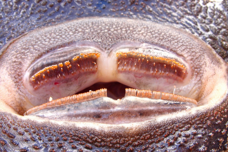 Detail of mouthparts.