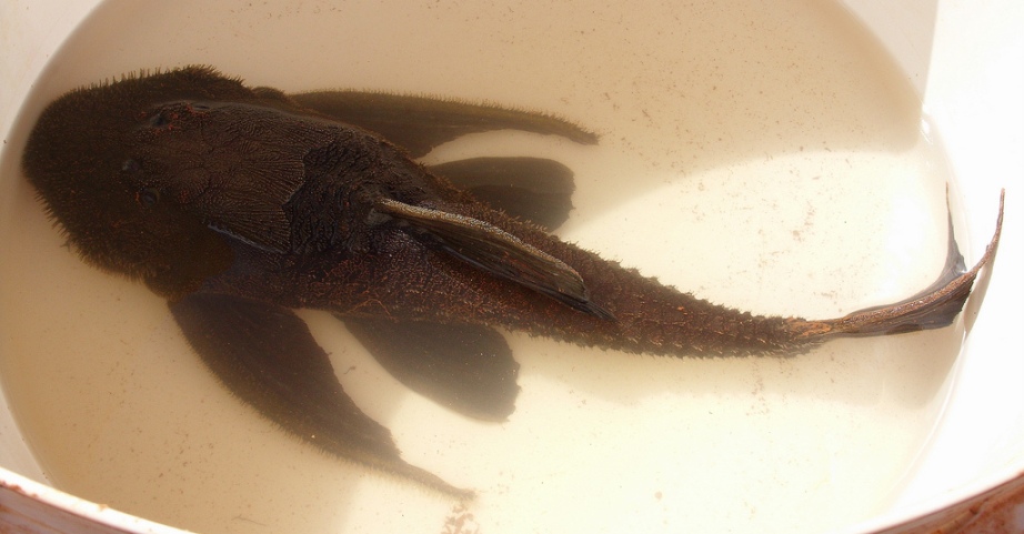 The following series of images all depict the same live specimen, from the rio Tocantins near Estreito.