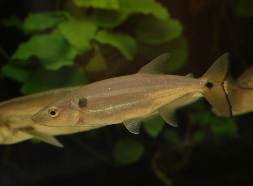 Adult female.