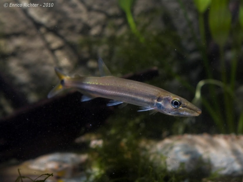 ...seen in juveniles.
