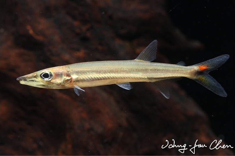 This species is very rare in the hobby...