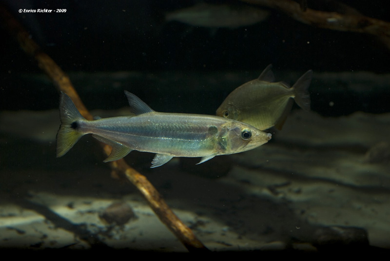Adult male.
