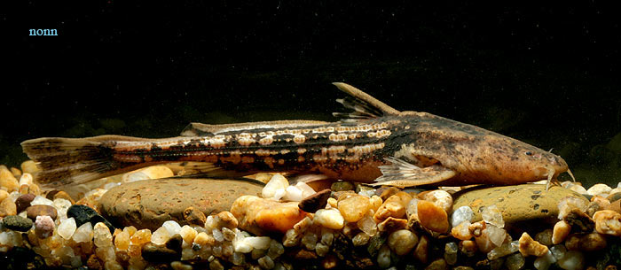 We're unsure whether this species has been seen in the aquarium trade.