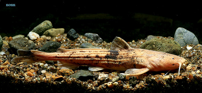 This species is virtually unknown in the aquarium trade.