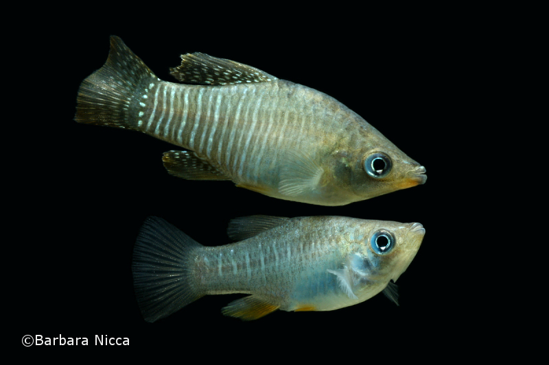 Adult pair, male above.