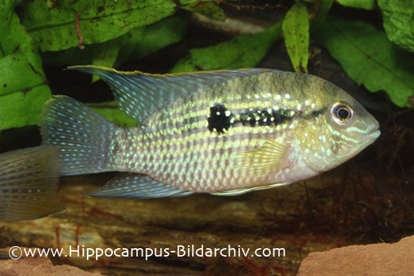 Andinoacara pulcher