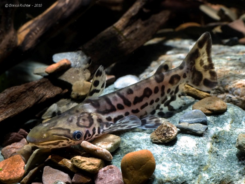 Juvenile from the Río Nanay.