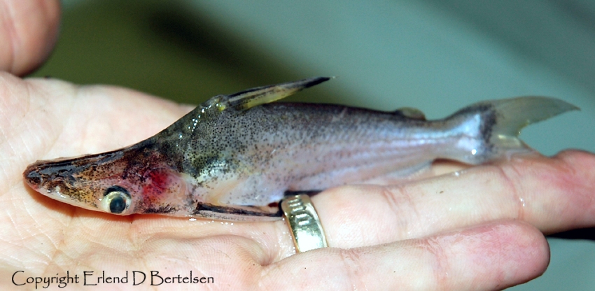 Subadult specimen from the Río Itaya, Peru.