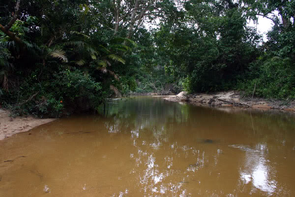 Habitat in the Endau river system, southern Peninsular Malaysia.
