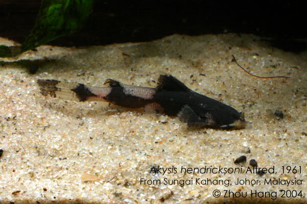 Specimen from the Endau drainage.