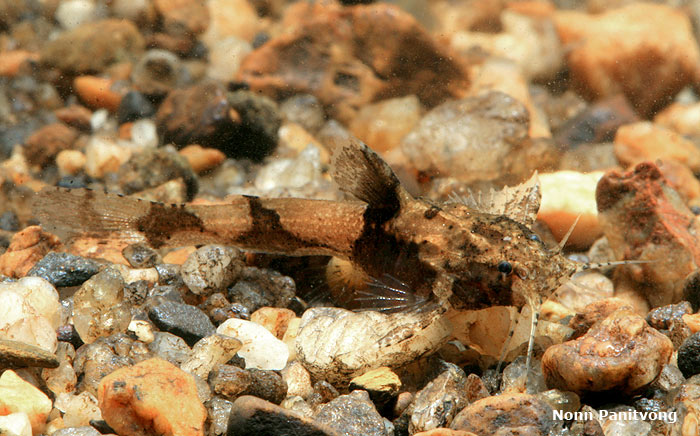 Individual in the aquarium.
