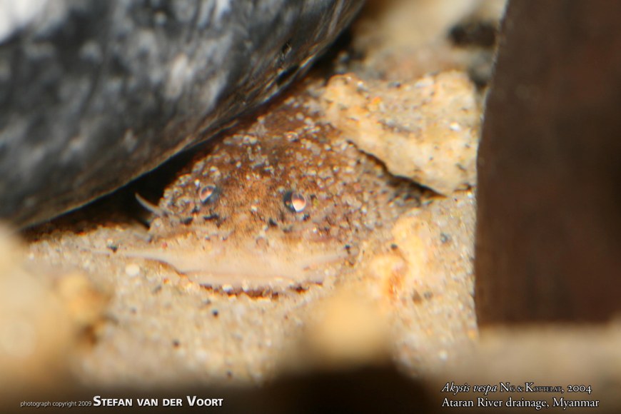 This species tends to conceal itself within the substrate or between rocks during daylight hours.