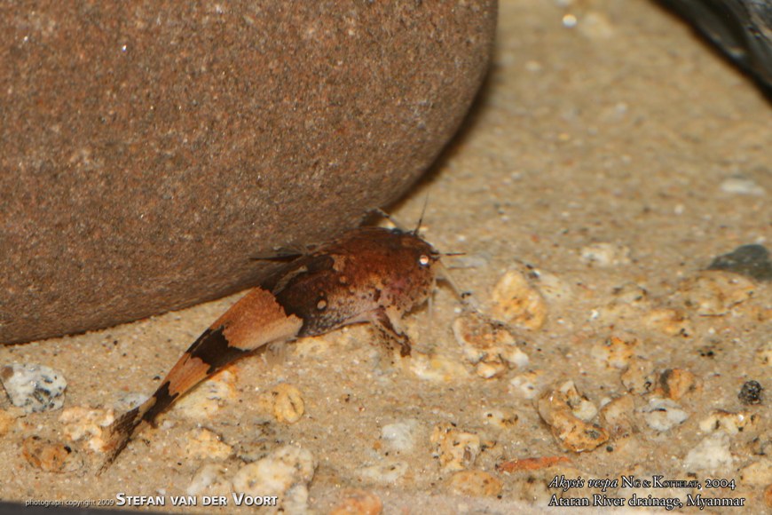 Specimen from Myanmar in the aquarium.
