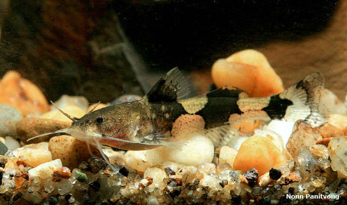 Specimen collected in Thailand.