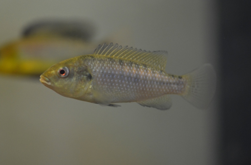 Wild-collected, subdominant male.