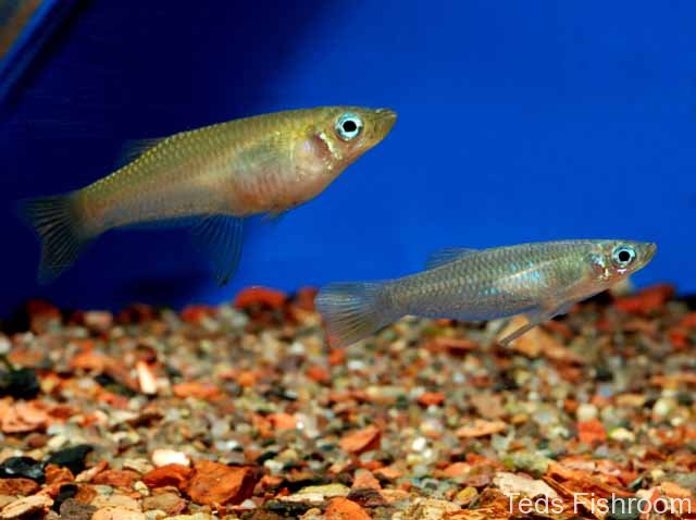 Adult pair, female above.