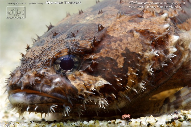 Head detail.