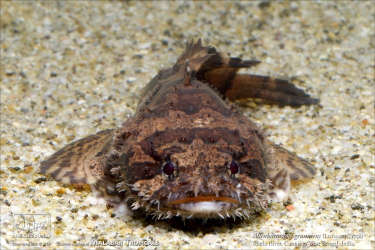 Allenbatrachus grunniens 04 AR
