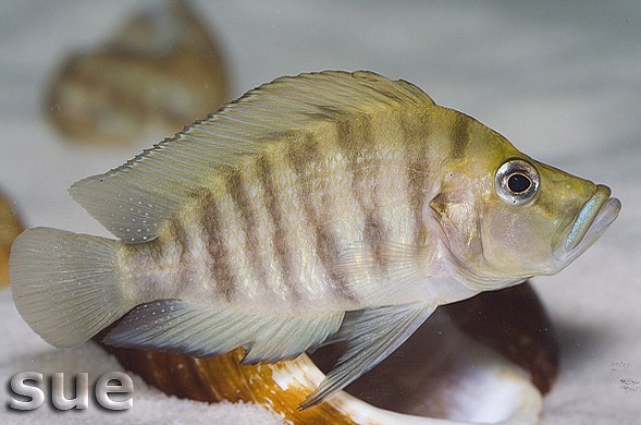 A. compressiceps 'Chatika gold'; adult male.