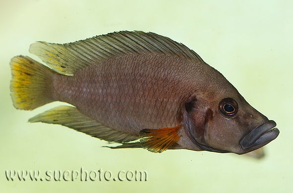 A. compressiceps 'Chituta red fin'; adult male.