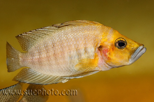 A. compressiceps 'Kasanga gold head'.
