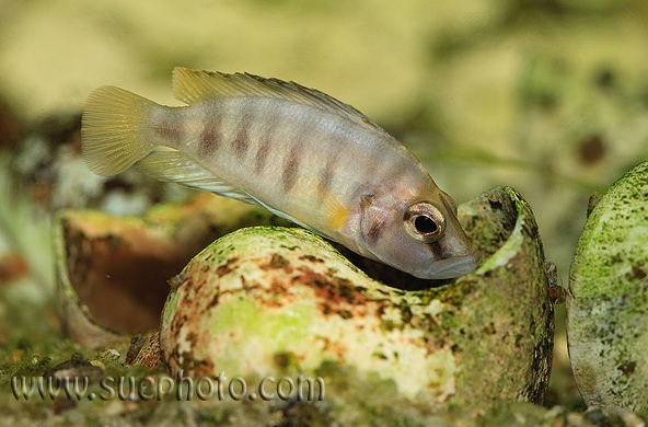 A. compressiceps 'shell, Cameron Bay', male specimen.