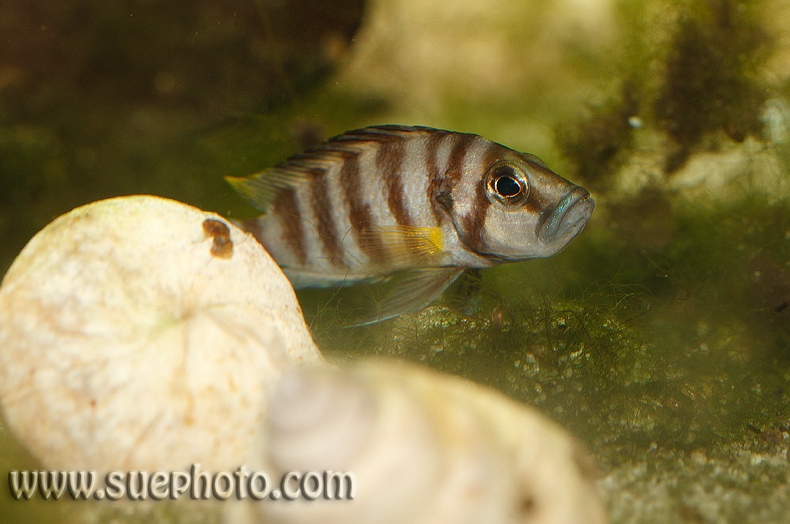 A. compressiceps 'shell, Cameron Bay'; female brooding eggs.