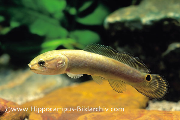 Amia calva juvenile