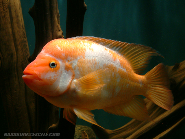 Amphilophus labiatus