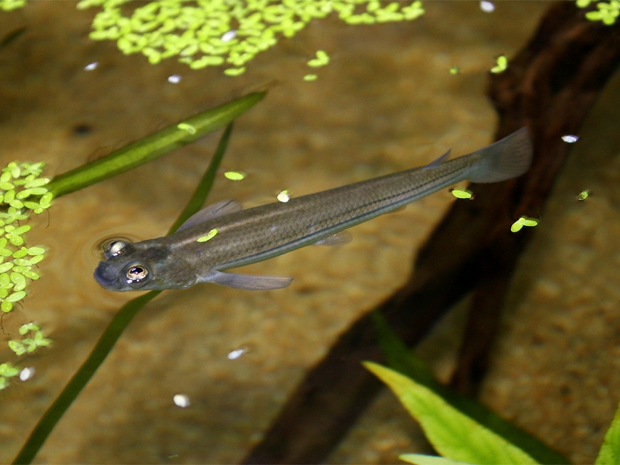 Female of A. anableps. The pale stripe running down the dorsal surface is an identifying feature for this species.