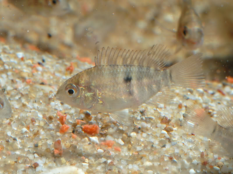 Captive-raised juvenile.