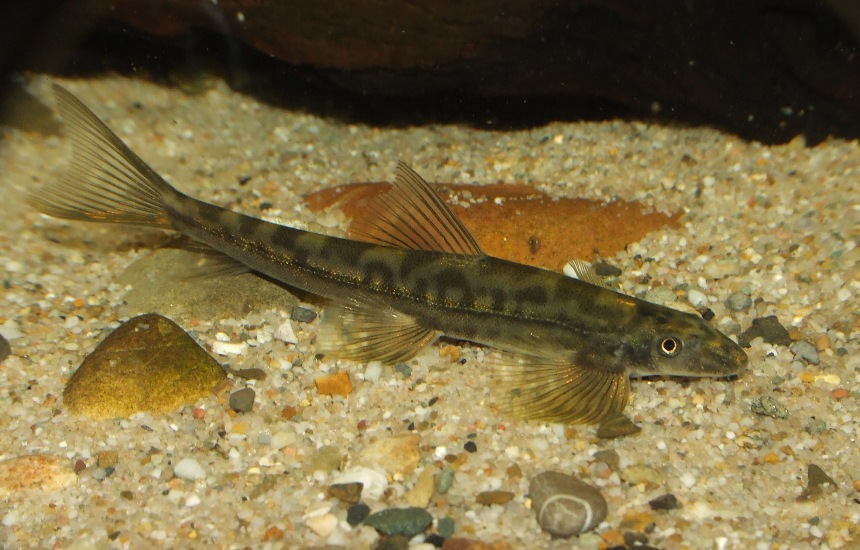 These specimens were exported into Germany by Saigon Aquarium Corp. in early 2010.
