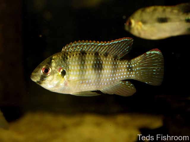Specimen from Guinea in neutral mood with corresponding colour pattern.