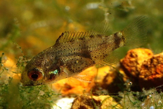 Two week-old fry of Anomalochromis thomasi.