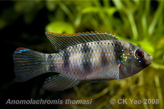 Specimen displaying stress patterning.