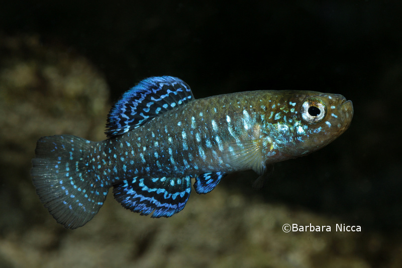 Adult male specimen from Ein Feshkha nature reserve, northwestern shore of the Dead Sea, in breeding colours, neutral mood.