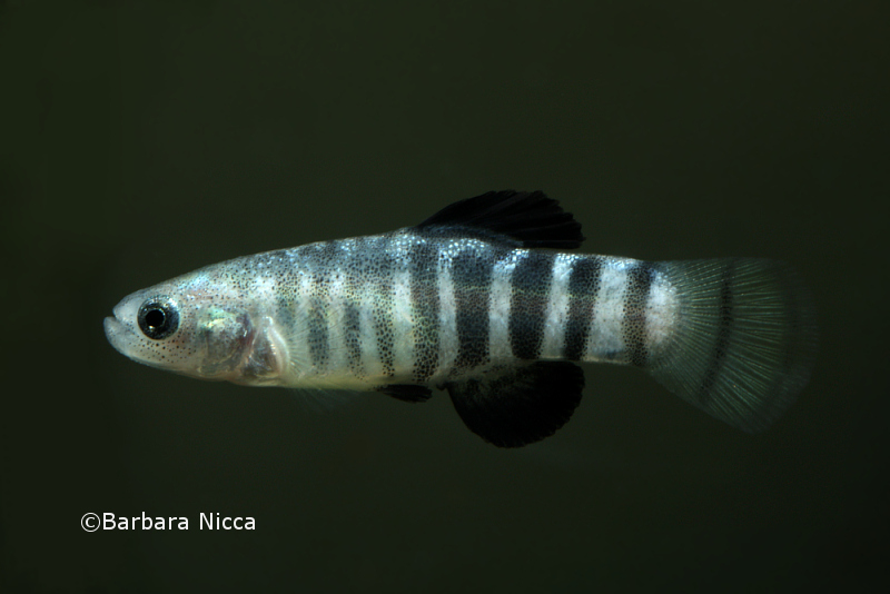 Adult male specimen in breeding colouration, aggressive mood.
