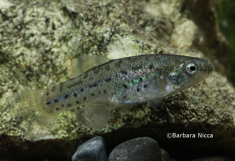 Adult female.