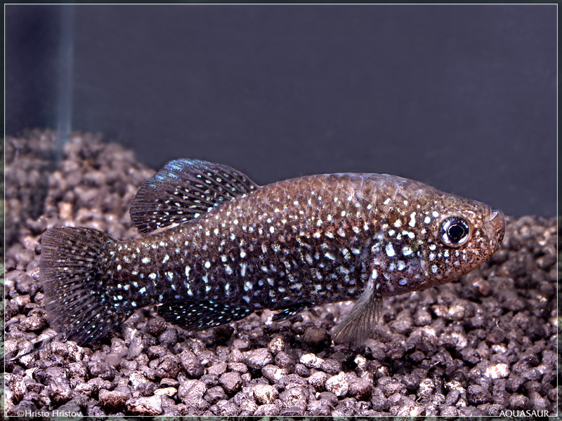 Adult male from the aquarium trade in neutral colouration.