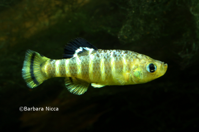 Adult male specimen from Kovada Çayı, Isparta province, Turkey in breeding colouration, aggressive mood.