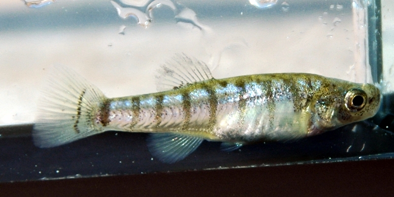 Male of Aphanius splendens.