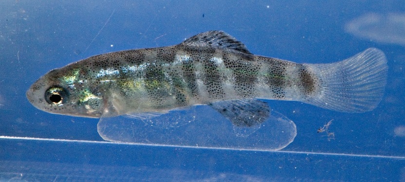 Young adult male inbreeding colouration, neutral mood.