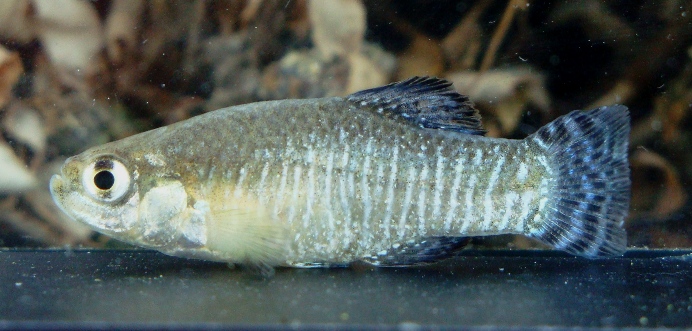 Male of Apricaphanius baeticus 'Rio de la Vega'.