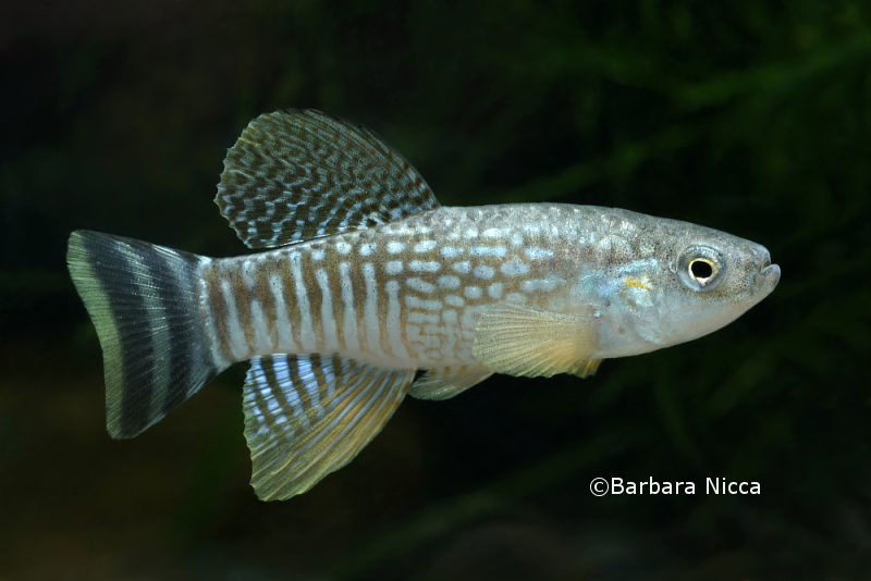 Adult male specimen from Corniche Road, Abu Dhabi, United Arab Emirates.