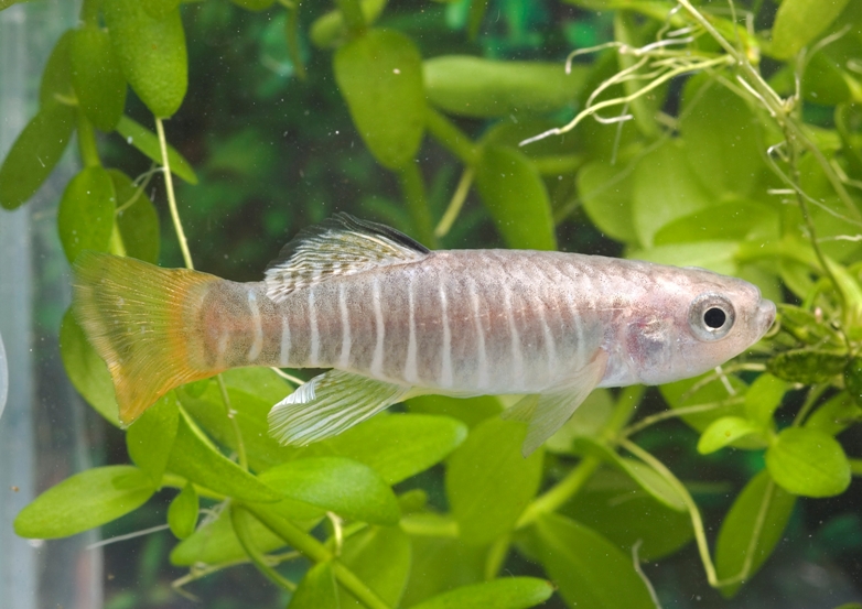 Male of Aphanius fasciatus from Malta.