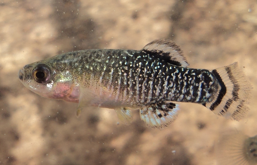 Adult male from the the Delta del Llobregat, Barcelona, Spain in breeding colouration, neutral mood.