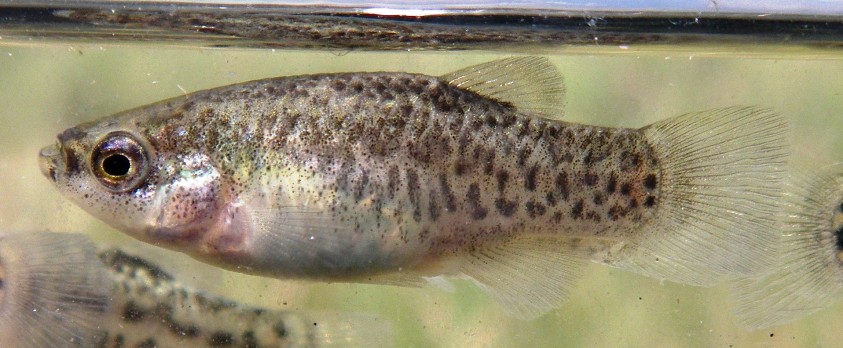 Adult female from the Delta del Llobregat.