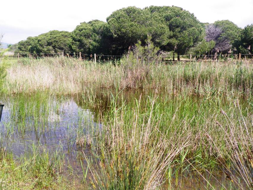 Laguna del Remolar is the last remaining habitat of the species in the Llobregat river delta, Barcelona Province, Catalunya, Spain.